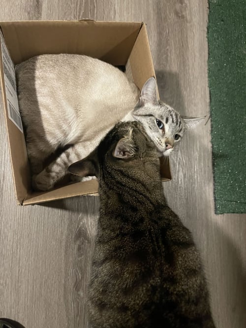 FREEWAY & FRANCISCO - Domestic Short Hair available for adoption