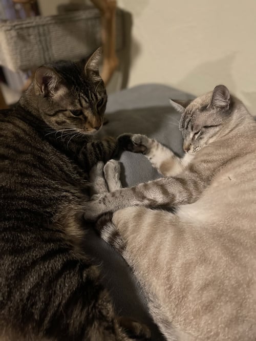 FREEWAY & FRANCISCO - Domestic Short Hair available for adoption