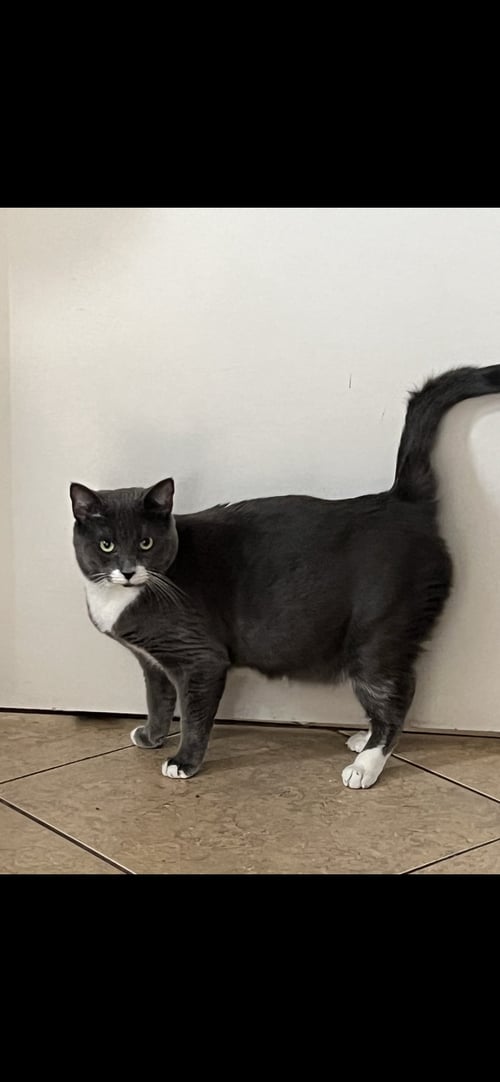 BON BON - Domestic Short Hair available for adoption