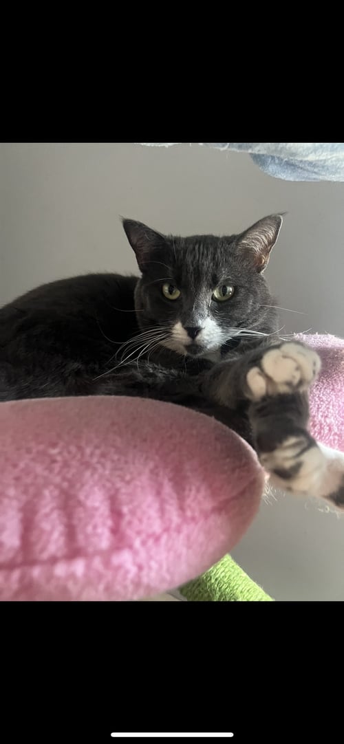 BON BON - Domestic Short Hair available for adoption