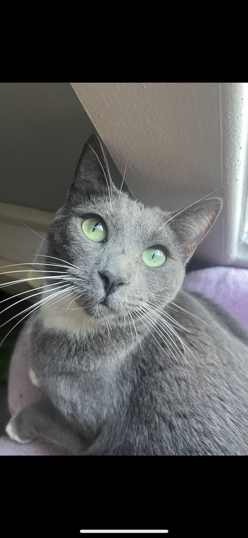 BING BONG - Domestic Short Hair available for adoption