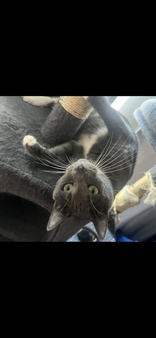BING BONG - Domestic Short Hair available for adoption