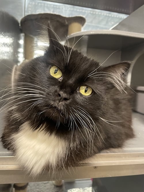 ZORA - Domestic Long Hair available for adoption