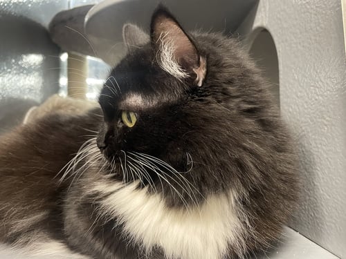 ZORA - Domestic Long Hair available for adoption