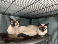 Latte & Mocha - Photo 1