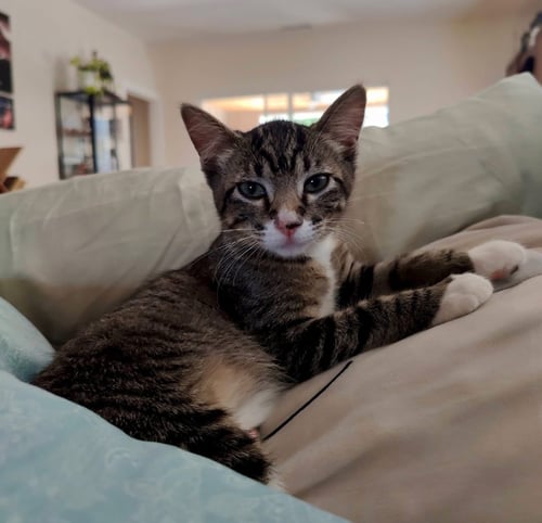 MISS TUESDAY - Domestic Short Hair available for adoption