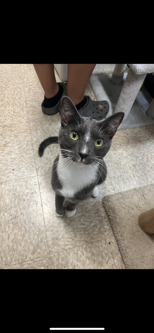 BUBBA - Domestic Short Hair available for adoption