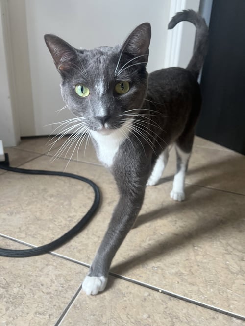 BUBBA - Domestic Short Hair available for adoption