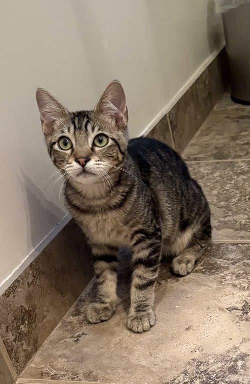 ODYSSEUS - Domestic Short Hair available for adoption
