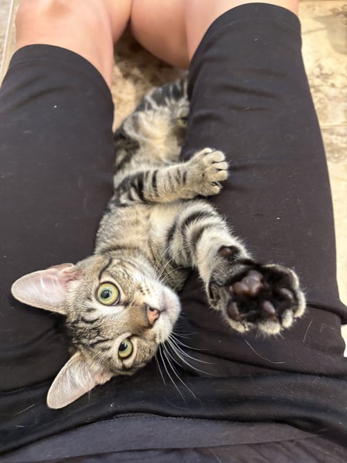ODYSSEUS - Domestic Short Hair available for adoption