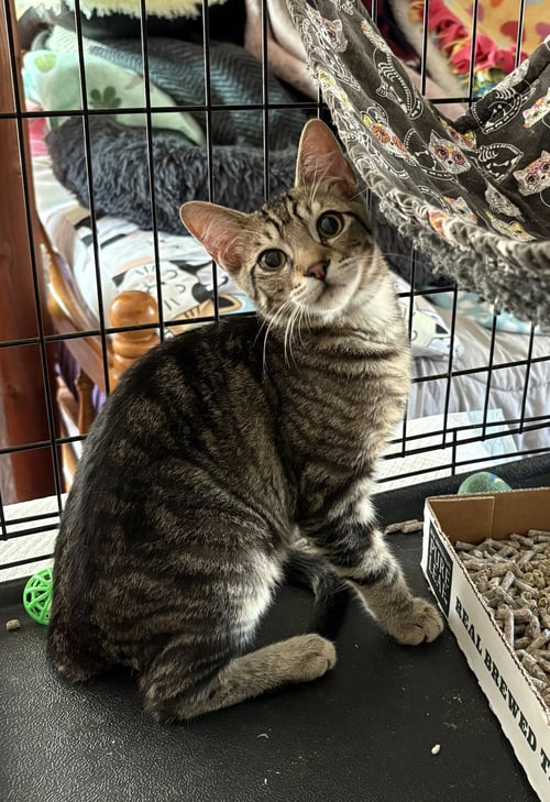 ODYSSEUS - Domestic Short Hair available for adoption