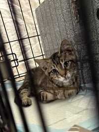 Odysseus - Photo 4
