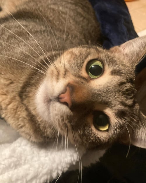 IGGY - Domestic Short Hair available for adoption