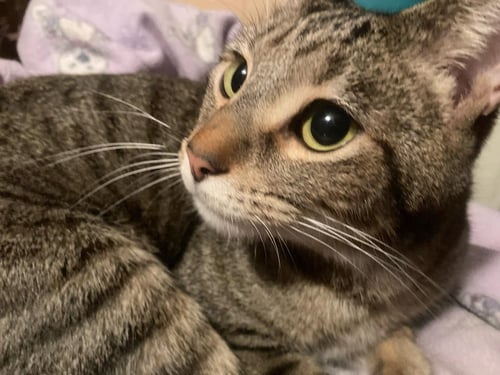 IGGY - Domestic Short Hair available for adoption