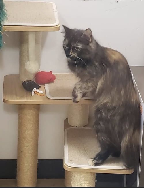PAVO - Domestic Medium Hair available for adoption