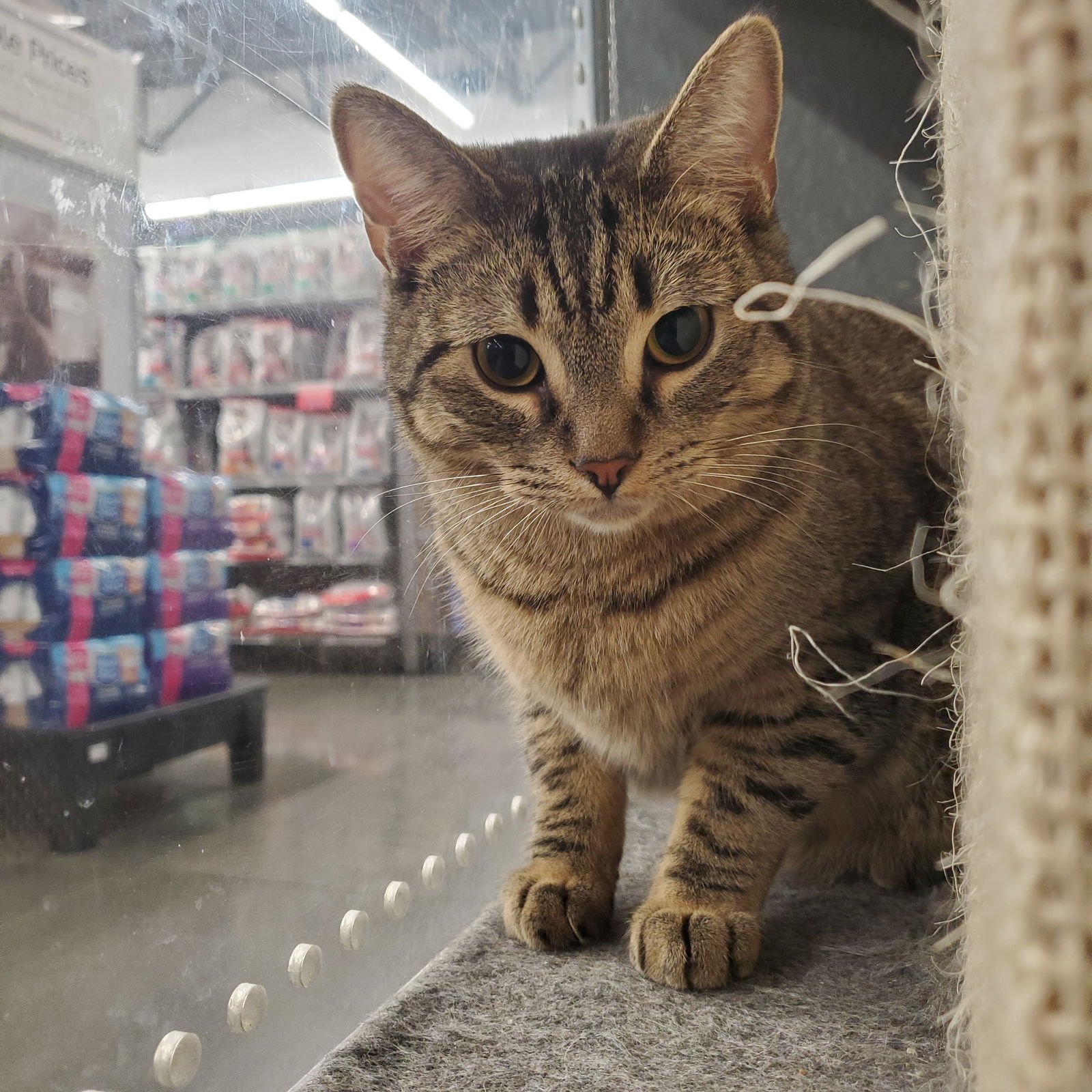 FOREST - Domestic Short Hair available for adoption