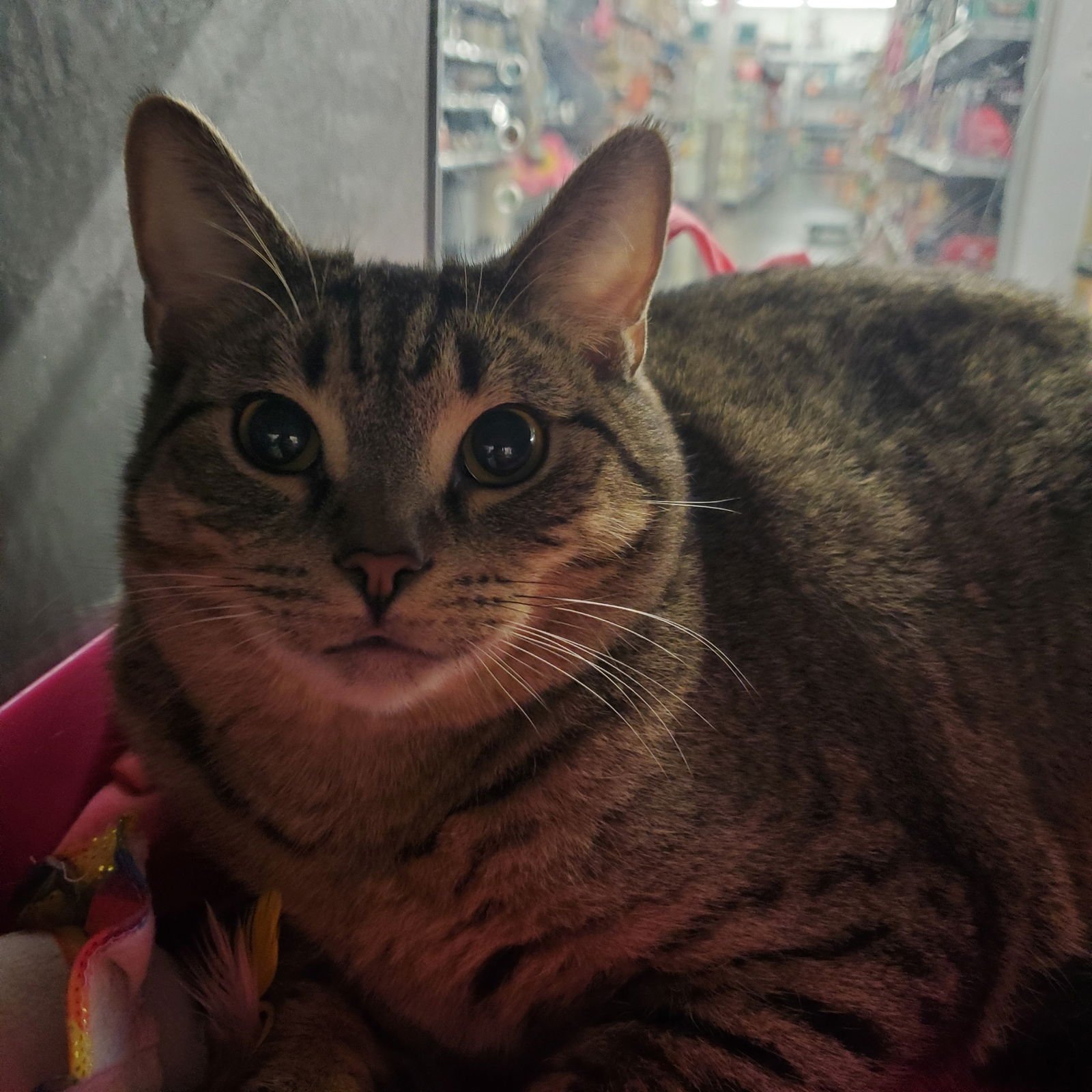 FOREST - Domestic Short Hair available for adoption