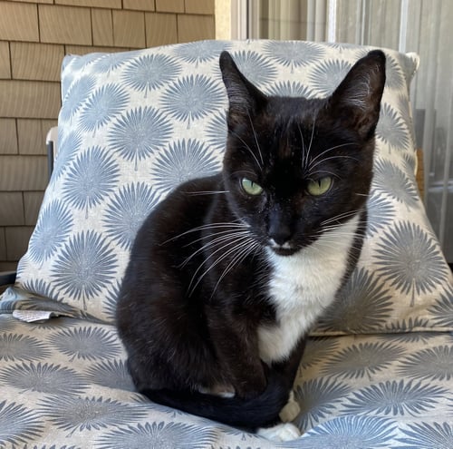 PISTACHIO - Domestic Short Hair available for adoption