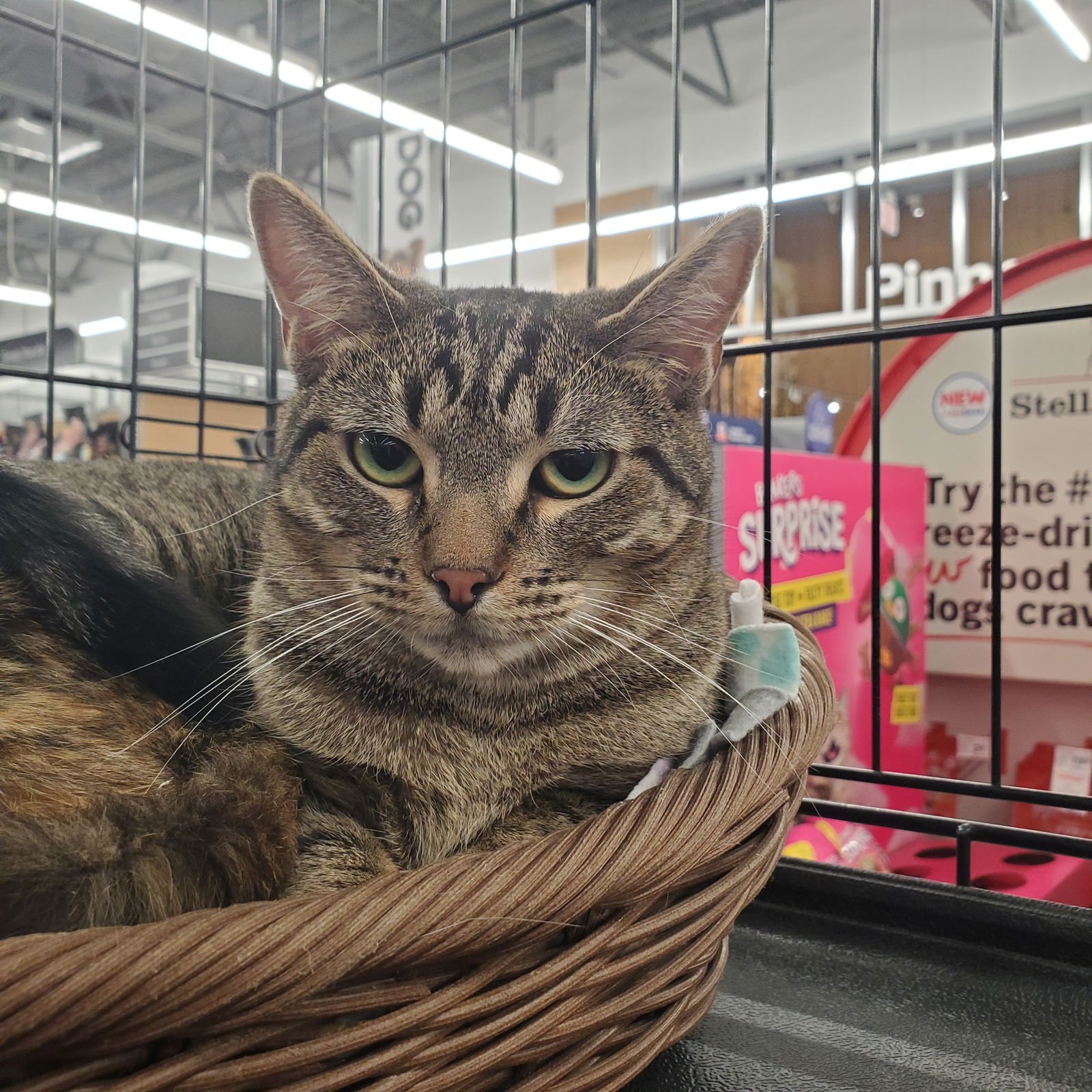 FERN - Domestic Short Hair available for adoption