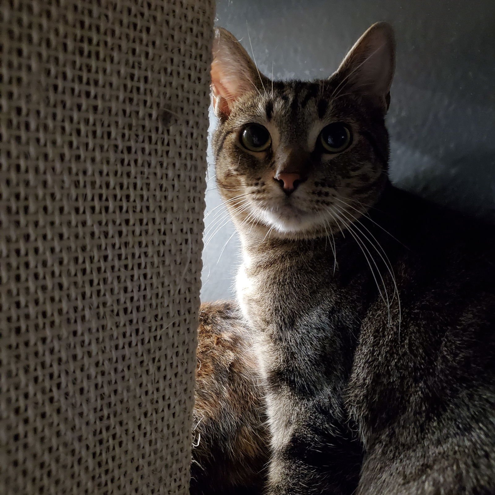 FERN - Domestic Short Hair available for adoption