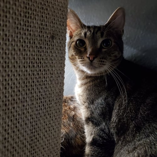 FERN - Domestic Short Hair available for adoption