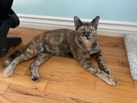 Ember - Photo 4