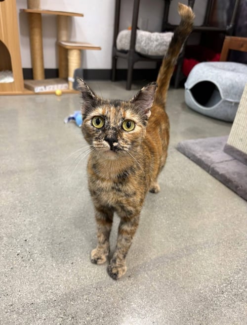 EMBER - Domestic Short Hair available for adoption