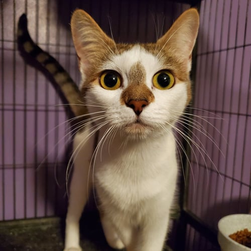BONNIE - Domestic Short Hair available for adoption