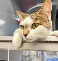 Bonnie - Photo 4