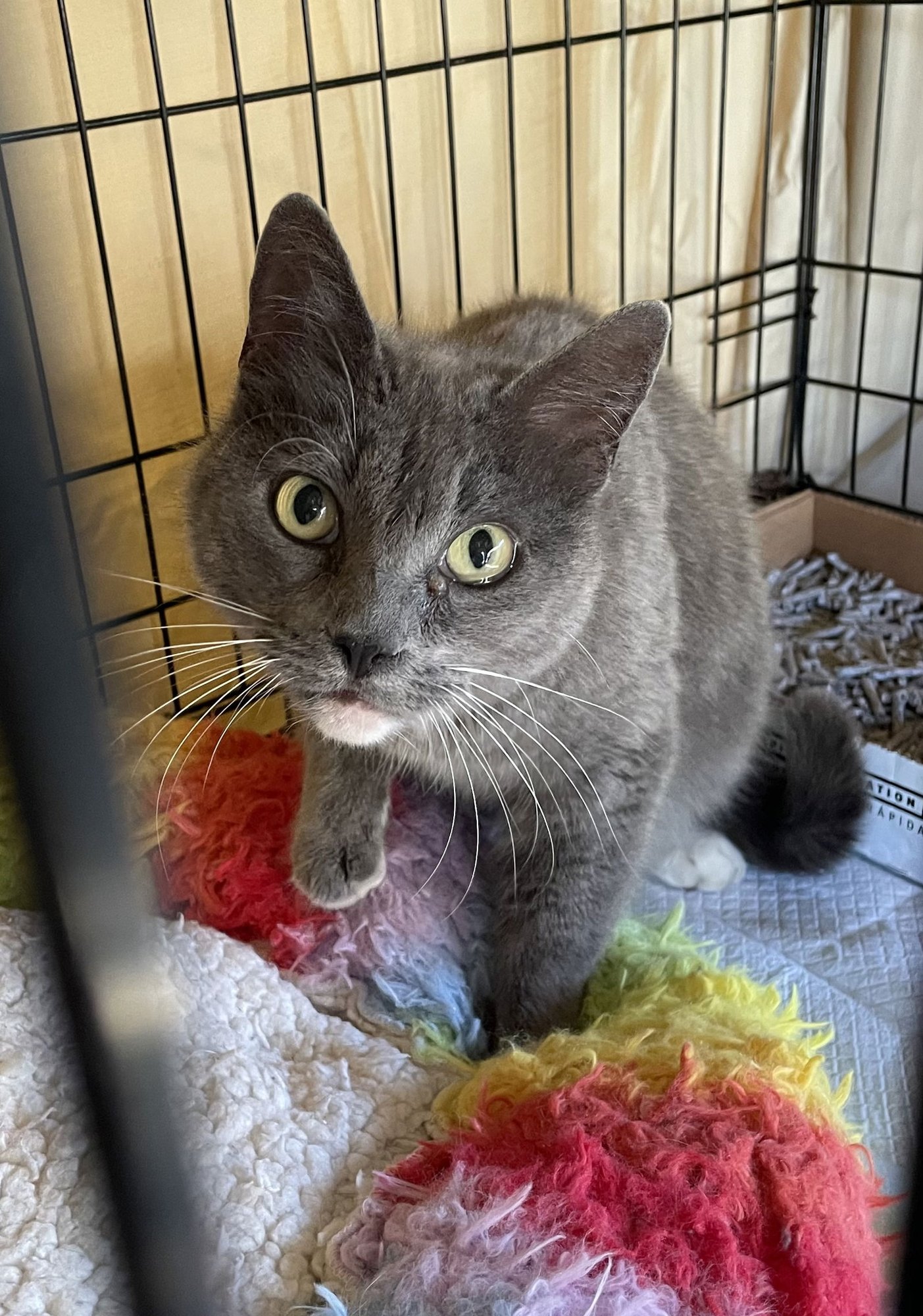 MARIAH - Domestic Short Hair available for adoption