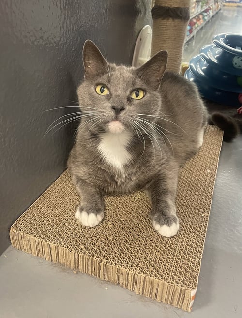 MARIAH - Domestic Short Hair available for adoption