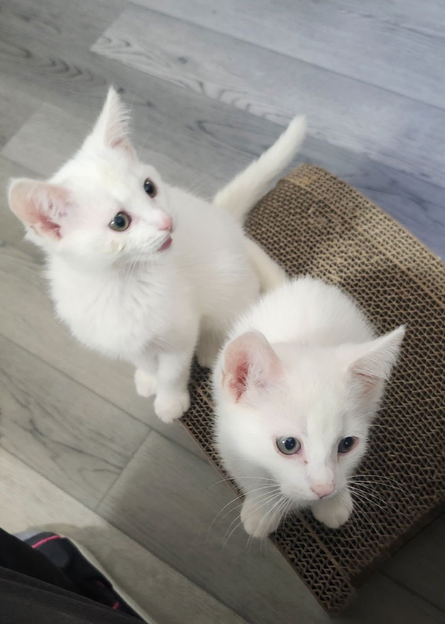 POM POM - Domestic Short Hair available for adoption