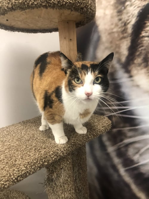 GYPSY - Domestic Short Hair / Calico available for adoption