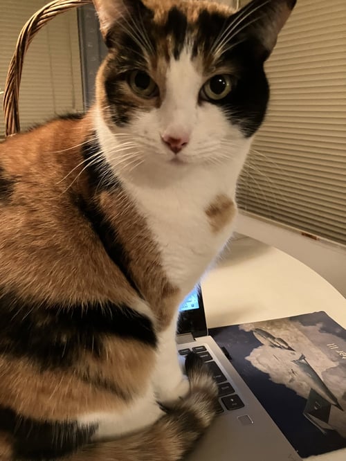 GYPSY - Domestic Short Hair / Calico available for adoption