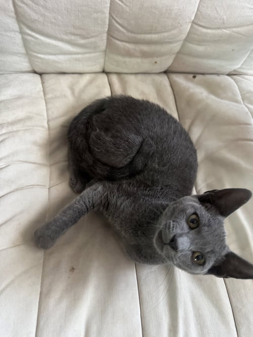 BORIS