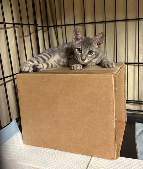 QUICKSILVER - Domestic Short Hair available for adoption