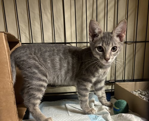 QUICKSILVER - Domestic Short Hair available for adoption