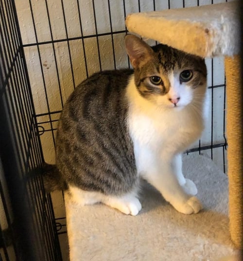 SHY RONNIE - Domestic Short Hair available for adoption