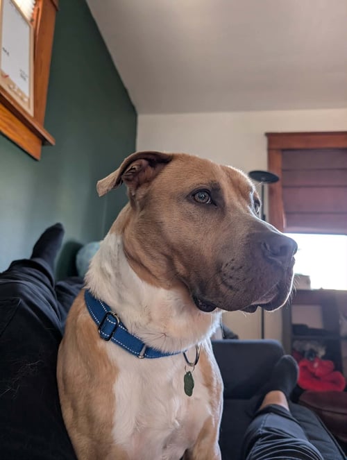 HERMES - American Staffordshire Terrier available for adoption