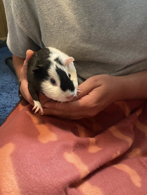 CUPCAKE AND POPTART - Guinea Pig available for adoption