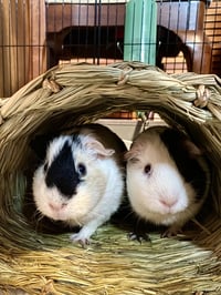 Cupcake and Poptart - Photo 4