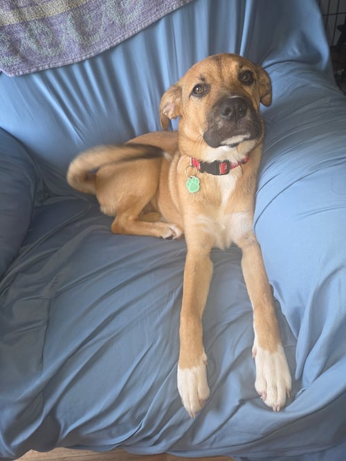 HONEY - Labrador Retriever / Shepherd available for adoption