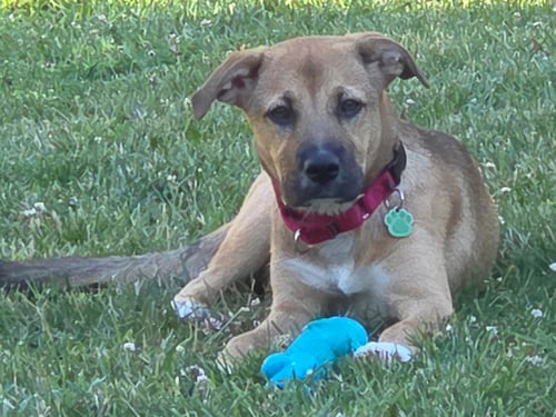 HONEY - Labrador Retriever / Shepherd available for adoption