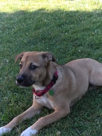 Honey - Photo 3