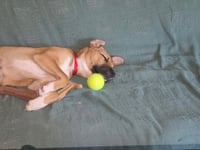 Honey - Photo 6