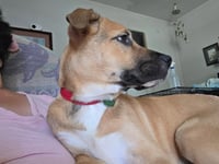 Honey - Photo 7