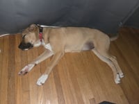 Honey - Photo 8