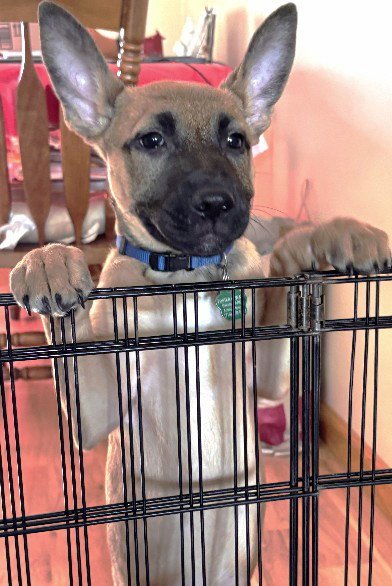HAILEE - Shepherd / Pit Bull Terrier available for adoption
