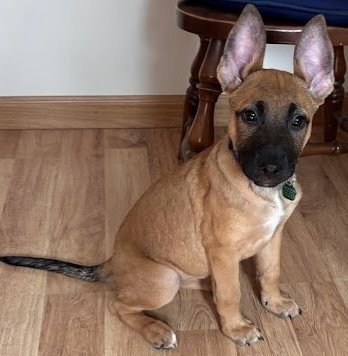 HAILEE - Shepherd / Pit Bull Terrier available for adoption