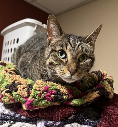 BRUNO - Domestic Short Hair available for adoption